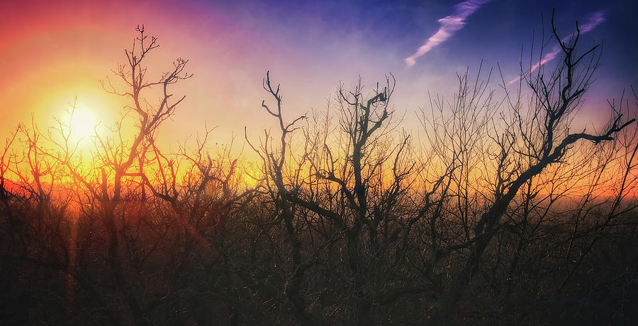 Treetop Silhouette - Sunset at Lapham Peak #1 Photograph by Jennifer Rondinelli Reilly - Fine Art Photography