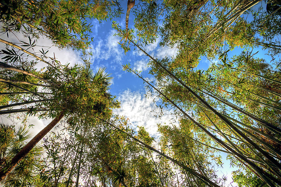 Treetop Skies Photograph by R Scott Duncan