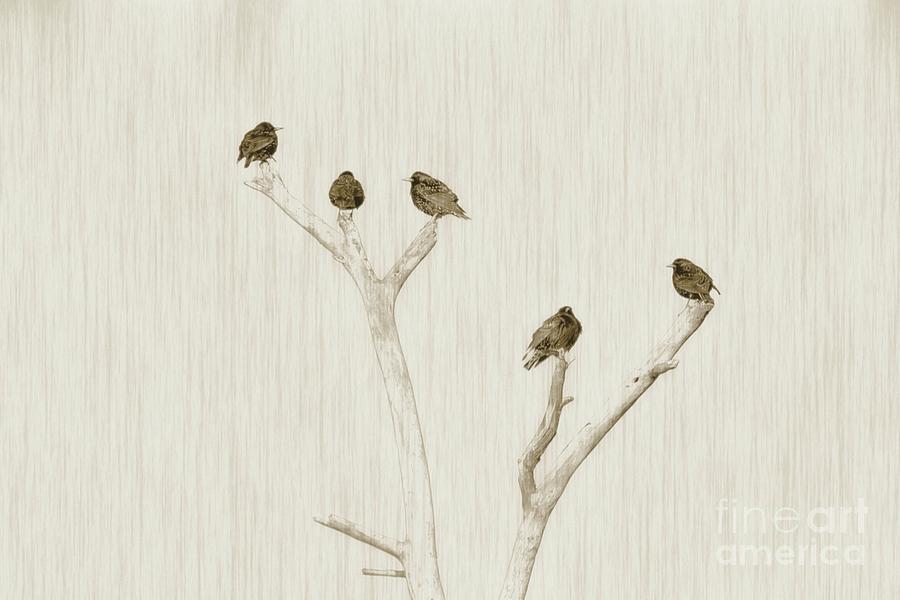 Starlings Photograph - Treetop Starlings by Benanne Stiens