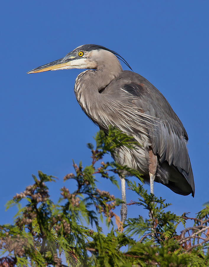 Treetopper - Great Blue Heron Photograph by Carl Olsen