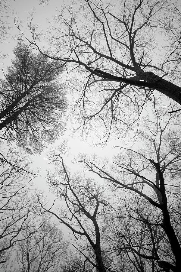 Treetops I BW Photograph by David Gordon