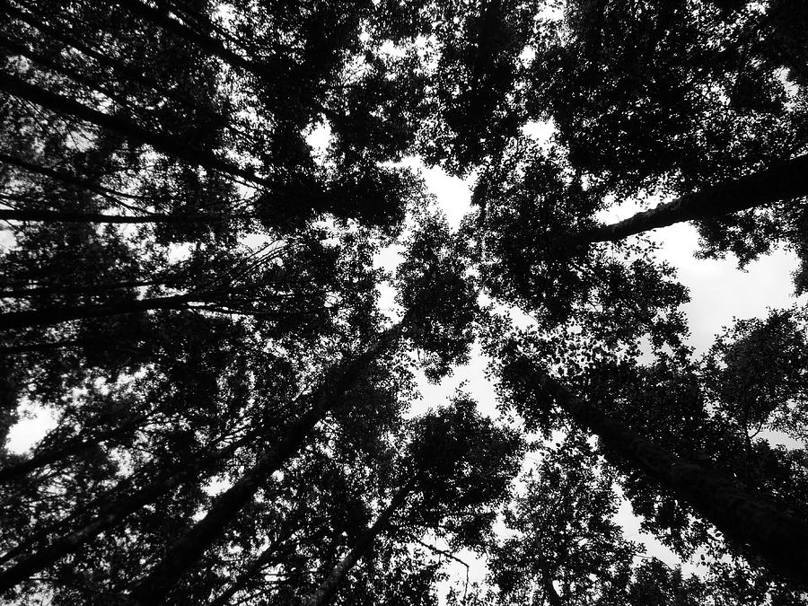 Landscape Photograph - Treetops by Mark Camp Landscape Photograph - Treetops by Mark Camp