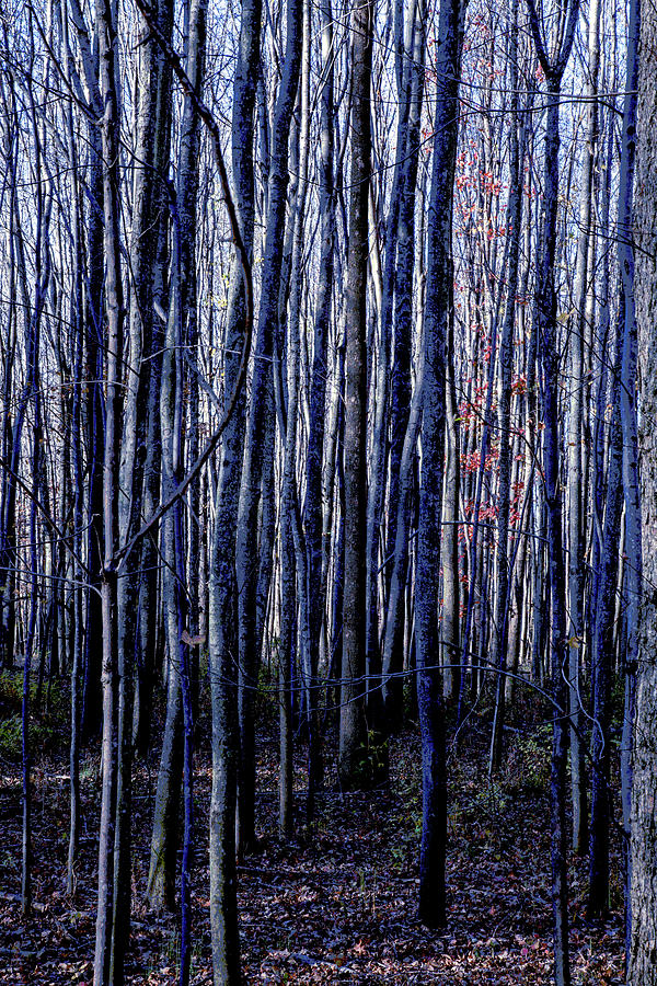 Treez Blue Photograph by Lon Dittrick