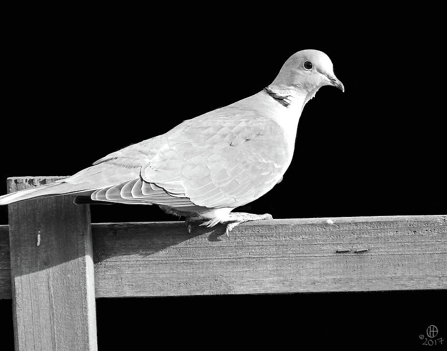 Trellis Dove Photograph by Gary Olsen-Hasek