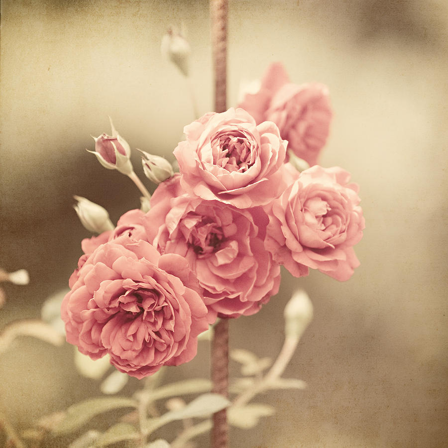 Rose Photograph - Trellis Roses by Lisa R