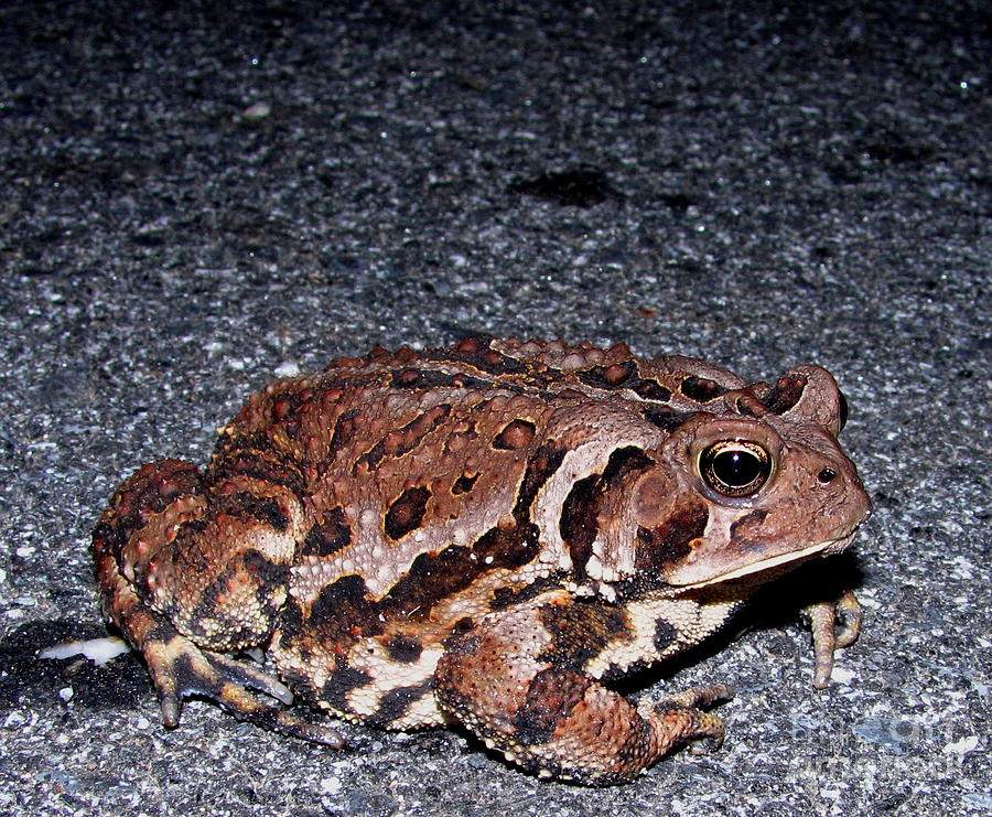 Tremendous Toad Photograph by Joshua Bales