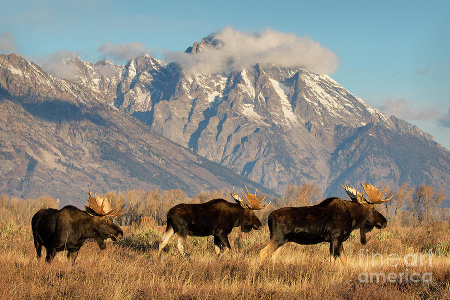 Grand Teton National Park Photograph - Tres Amigos by Aaron Whittemore