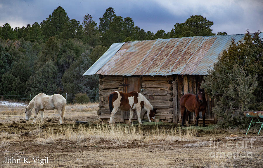Horse Photograph - Tres Caballos by John Vigil