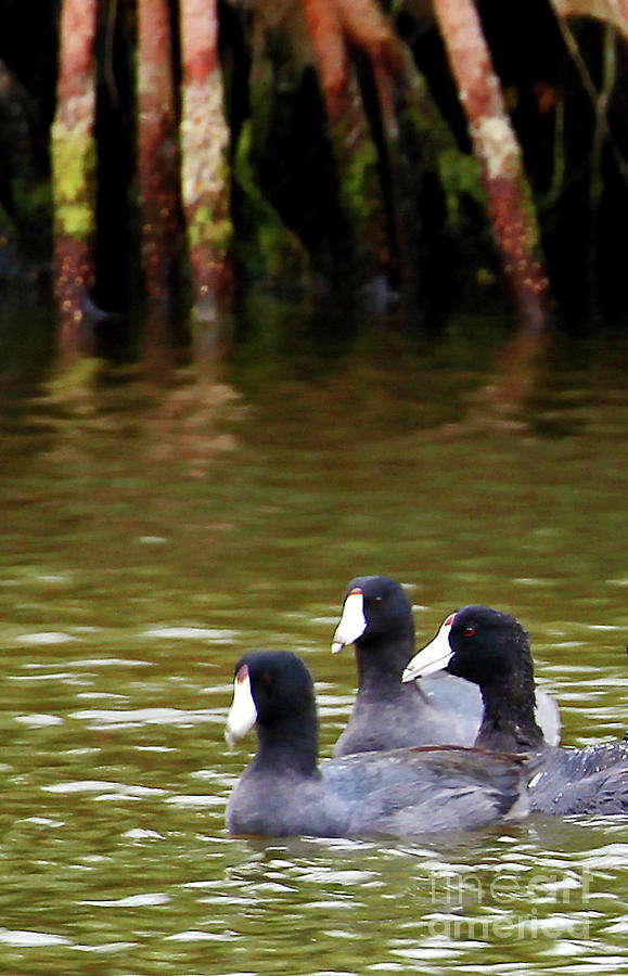 Tres Coots Photograph by Jennifer Robin