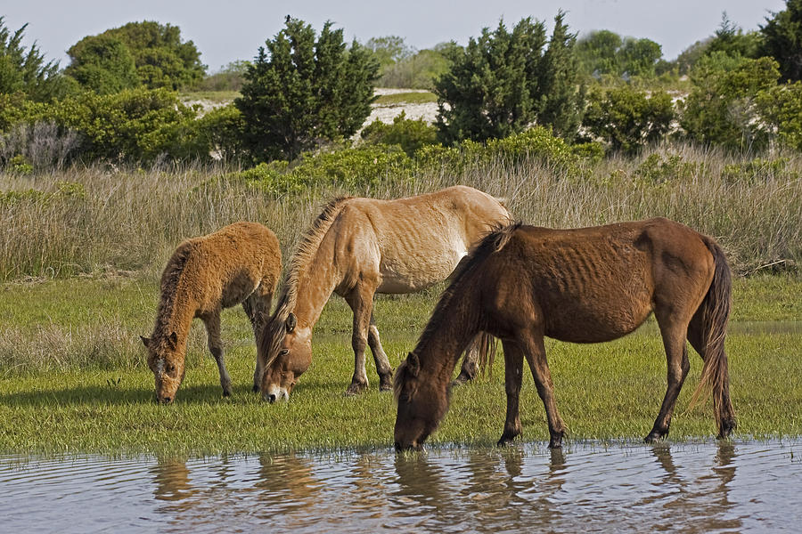 Horse Photograph - Tres Hombres by Bob Decker