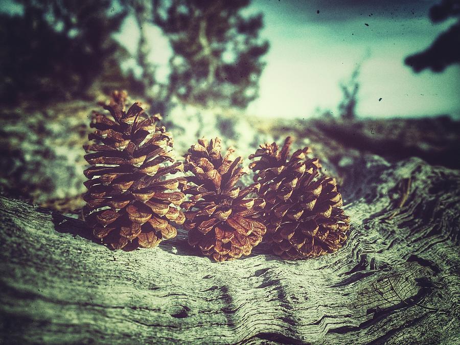 Pinecone Photograph - Tres by Mark Ross