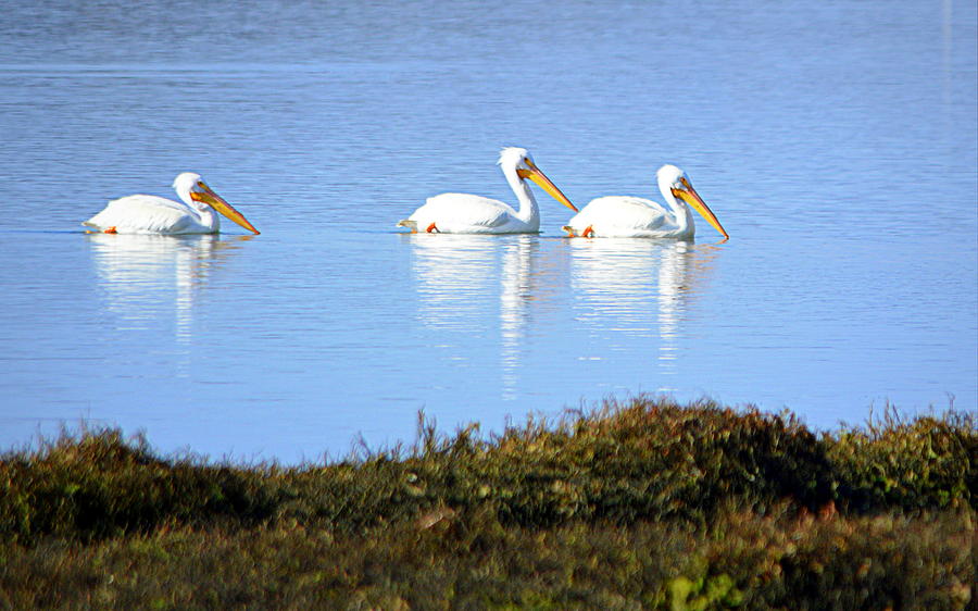 Tres Pelicanos Blancos Photograph by AJ Schibig