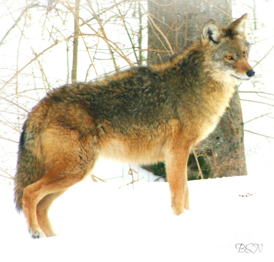 Trespassing Coyote Photograph by Barbara S Nickerson