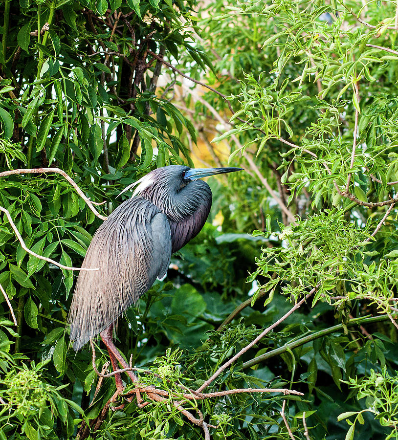Tricolored Heron Photograph - Tri-Color Coil by Norman Johnson Tricolored Heron Photograph - Tri-Color Coil by Norman Johnson