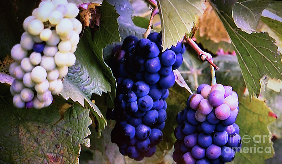 Tri-Color Grapes Photograph by Linda Phelps