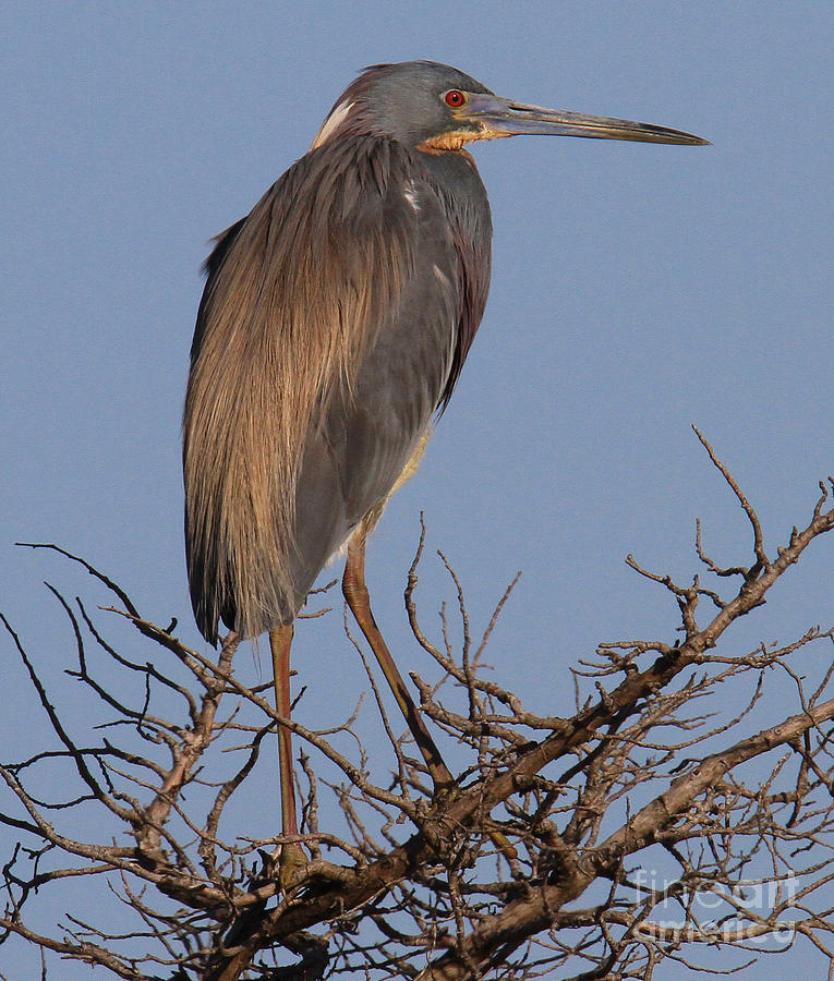 Tri Color Heron Photograph by Roger Becker