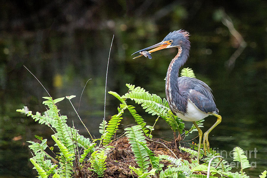 Tri color heron with lunch Photograph by Rodney Cammauf