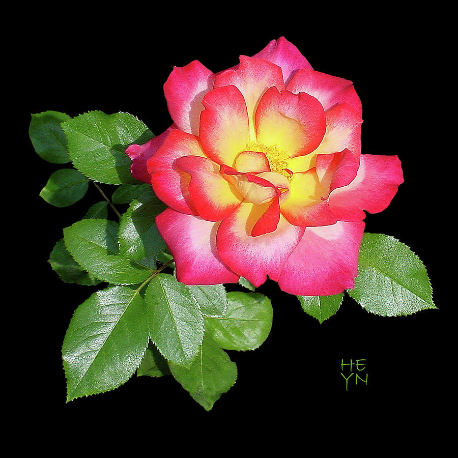 Tri-color Pink Rose2 Cutout Photograph by Shirley Heyn