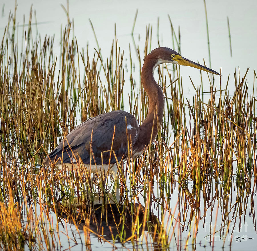 Tricolored Heron - Egretta Tricolor Photograph by DB Hayes