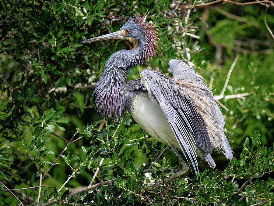 Wildlife Photograph - Tri-Colored Heron by Charlie Choc