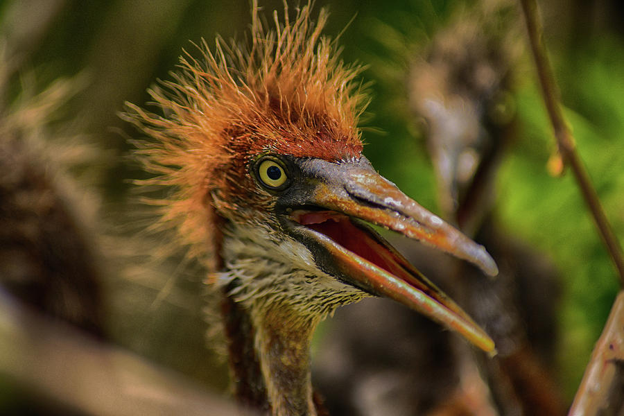 Tri Colored Heron Chick Photograph by Dick Hudson