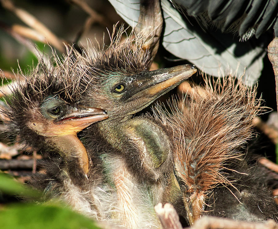 Tri-colored Heron Chicks Photograph by Norman Johnson