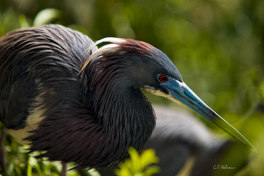 Nature Photograph - Tri-Colored Heron by Christopher Holmes