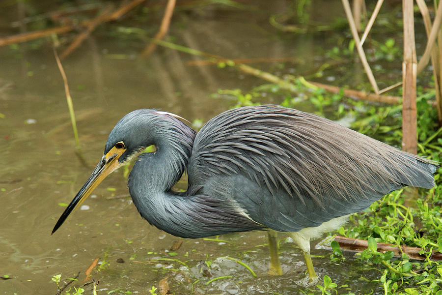 Tri-colored Heron Photograph by Frank Madia