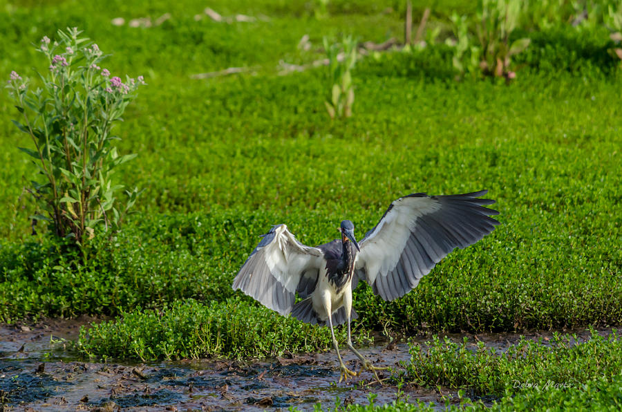 Tri-Colored Heron - Gentle Landing 2 Photograph by Debra Martz