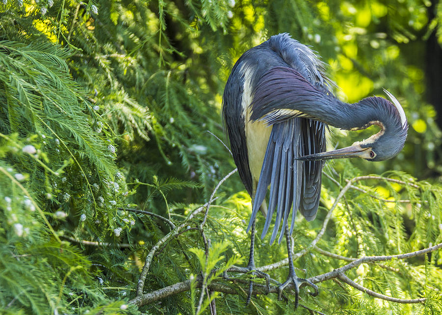 Tri-colored Heron Grooming by Paula Porterfield-Izzo Tri-colored Heron Grooming by Paula Porterfield-Izzo