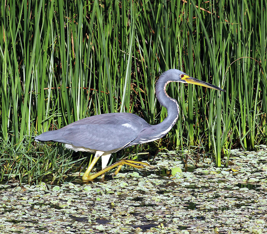 Tri-colored Heron in Canal Photograph by Jennifer Robin
