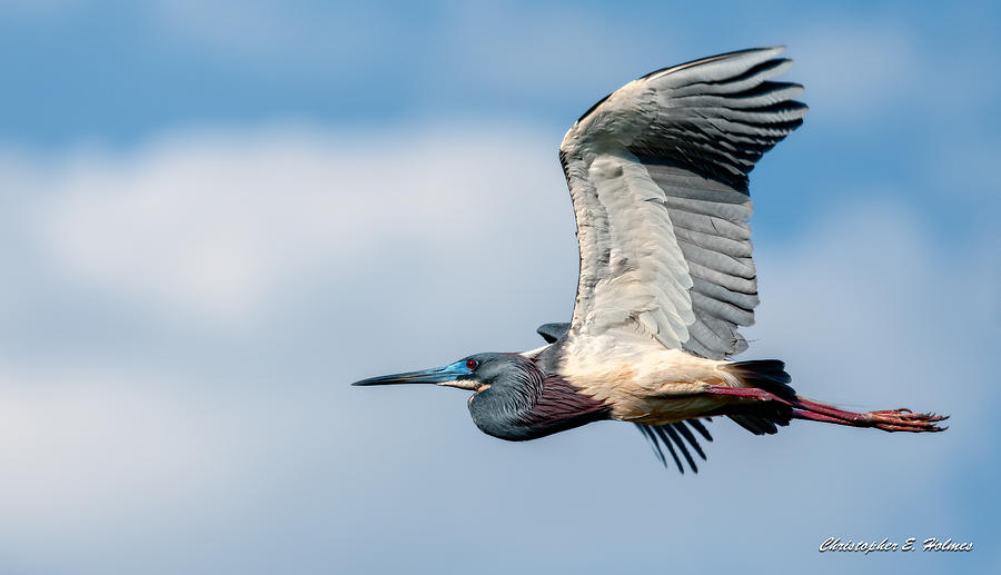 Tri-Colored Heron In Flight Photograph by Christopher Holmes