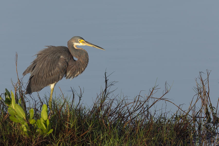Tri-colored Heron In The Morning Light Photograph