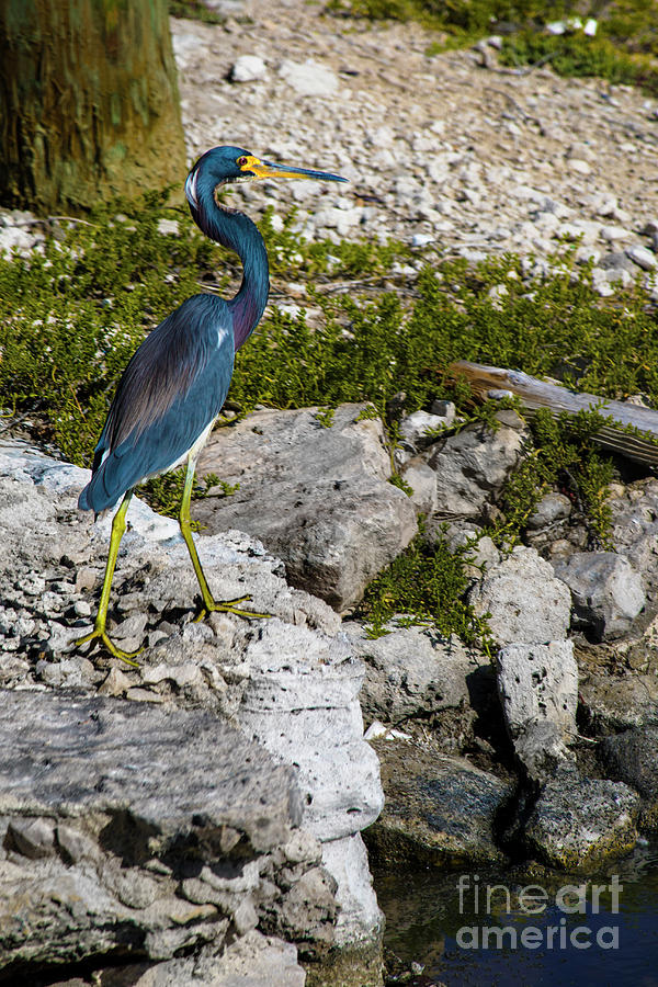 Tri Colored Heron Photograph by Kasia Bitner