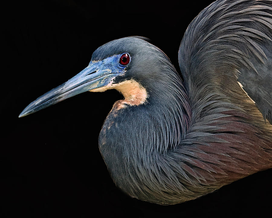 Tri-colored Heron Photograph by Larry Linton
