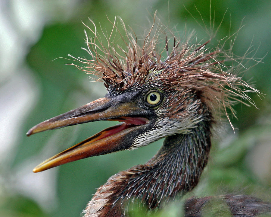 Heron Photograph - Tri-colored Heron Nestling by Larry Linton