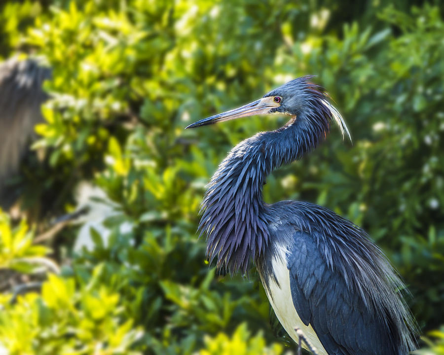 Tri-Colored Heron Plumage by Paula Porterfield-Izzo Tri-Colored Heron Plumage by Paula Porterfield-Izzo
