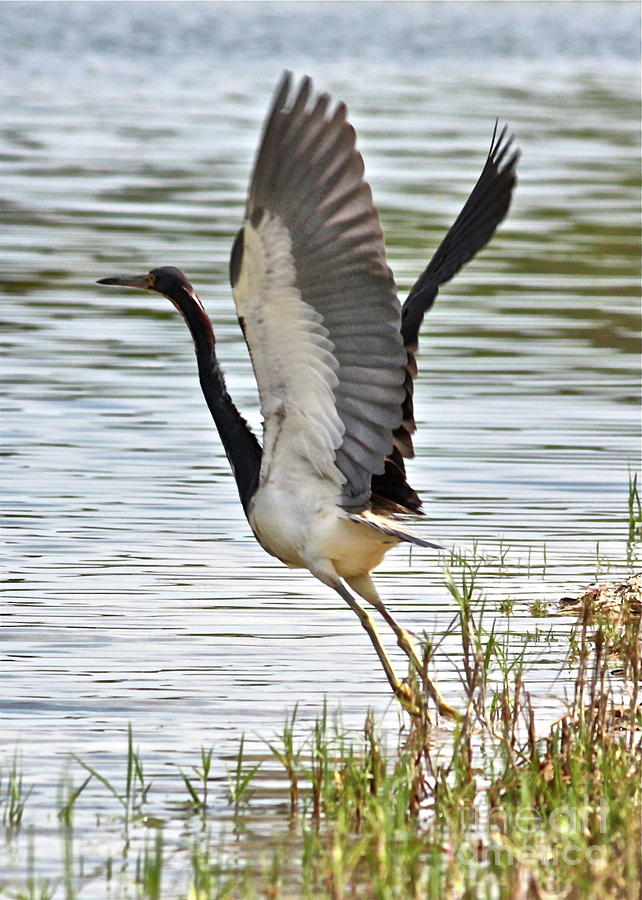 Tri Colored Heron Takeoff Photograph by Carol Groenen