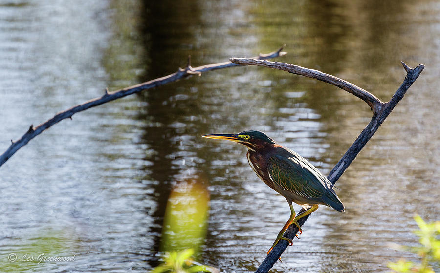 Green Heron Photograph by Les Greenwood