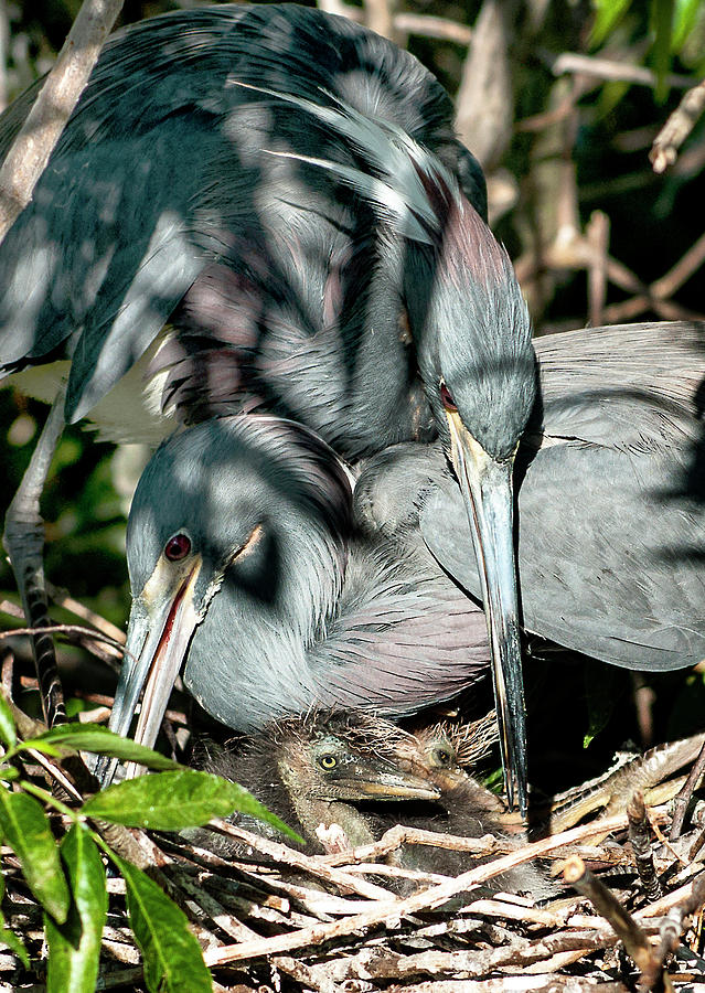 Tricolored Heron Photograph - Tri-colored Pair by Norman Johnson Tricolored Heron Photograph - Tri-colored Pair by Norman Johnson