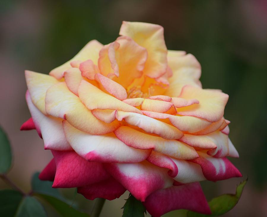 Tri-Colored Rose Photograph by Maria Urso
