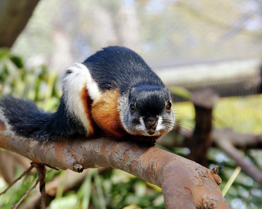 Tri-Colored Squirrel Photograph by Ernst Schwarz - Fine Art America