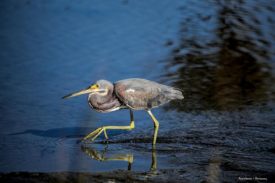 Tri-Coloured Heron Photograph by Pamela Weston - Fine Art America