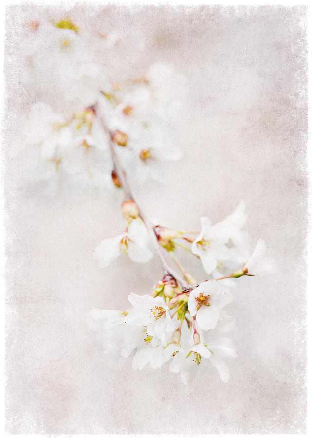 Triadelphia Cherry Blossoms Photograph by Jill Love