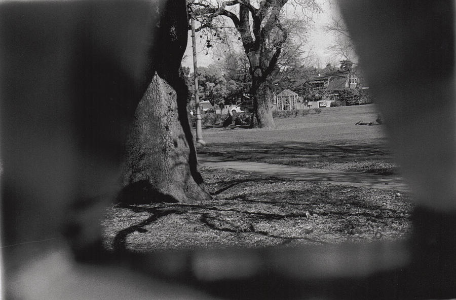 Triangle Tree by Erik Paul Triangle Tree by Erik Paul