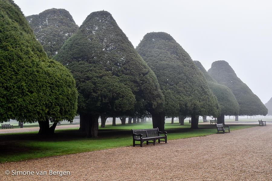 Triangular Trees Photograph by Simone Van Bergen - Pixels