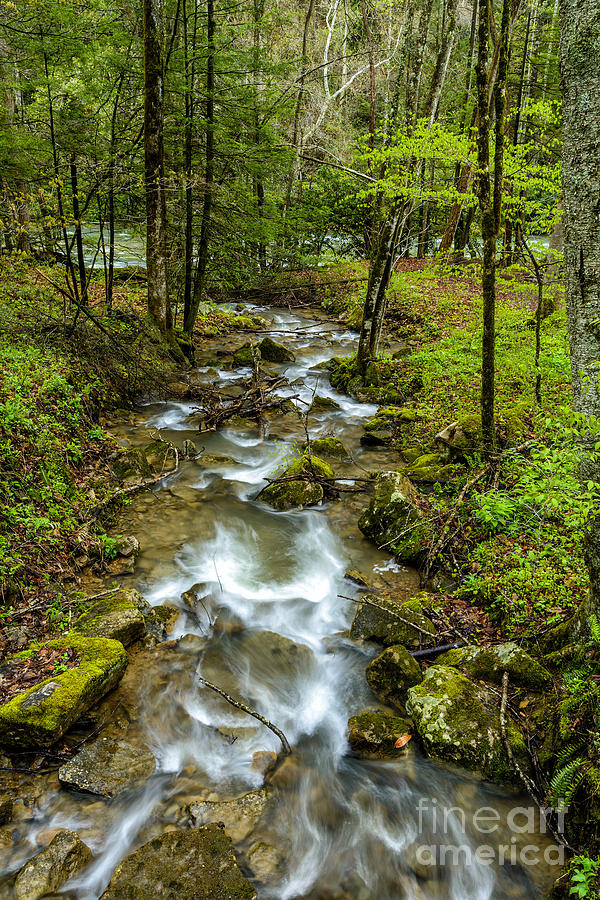 Spring Photograph - Tributary Back Fork of Elk River by Thomas R Fletcher