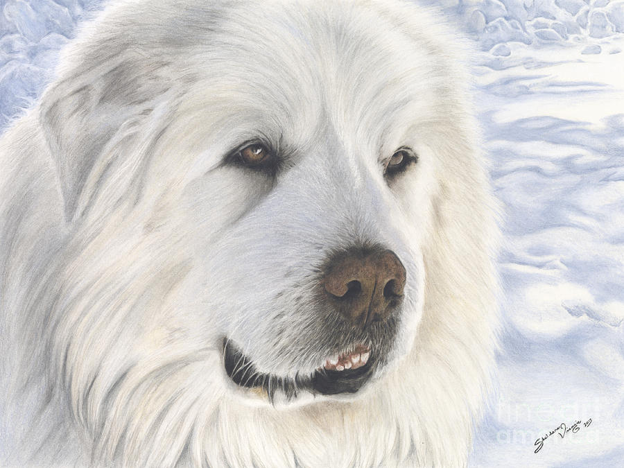Tribute To Pyreless The Great Pyrenees Mountain Dog Drawing by Sheldene