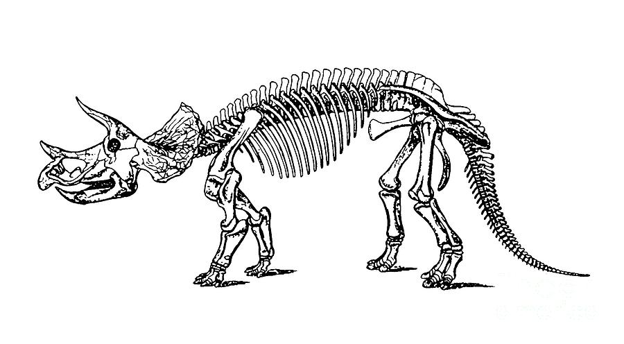 Skeleton Digital Art - Triceratops Dinosaur Tee by Edward Fielding