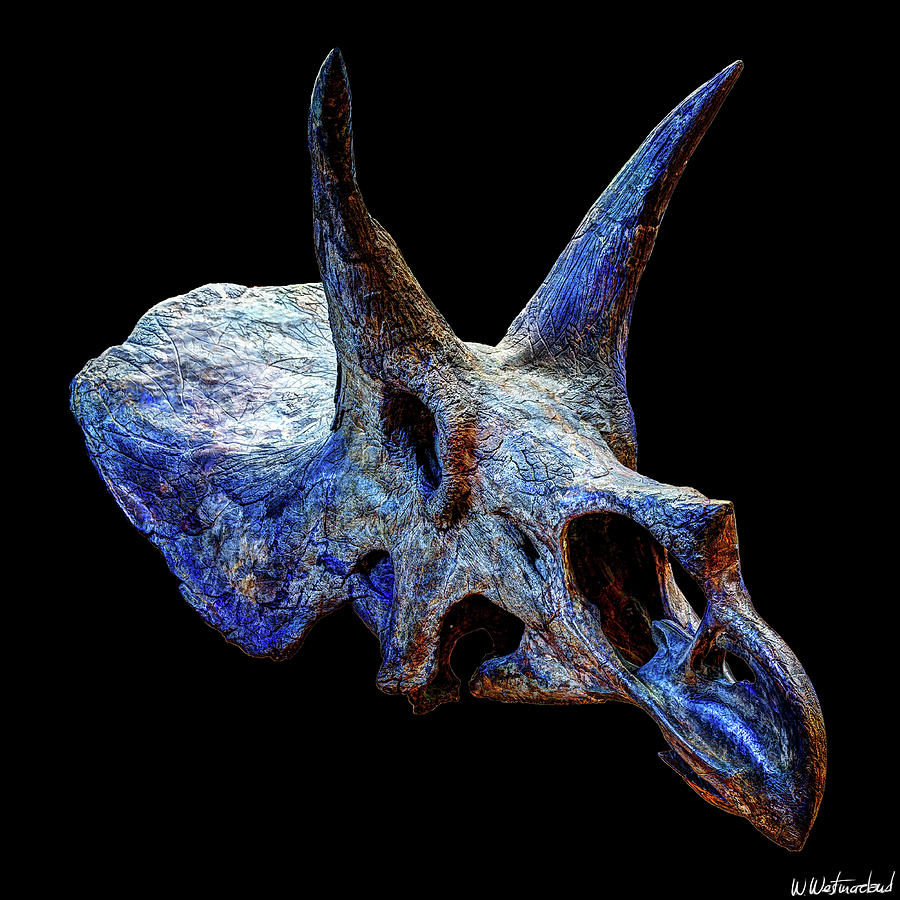 Triceratops Horridus Skull Photograph by Weston Westmoreland